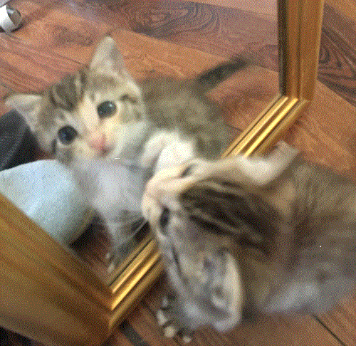 /lostandfound/images/lnfpets/original/21209_48073_kitty in mirror.gif